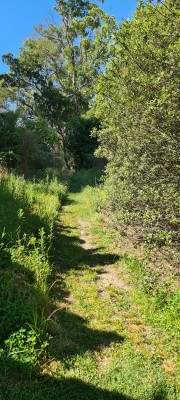 Hill Road paper road from Barkers Hill Road, photo: Gay Young