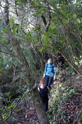 Rough track through regenerating bush along paper road, photo: Gillian Ward