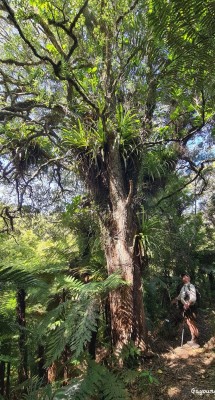 Northen rata tree, photo by Gay Young