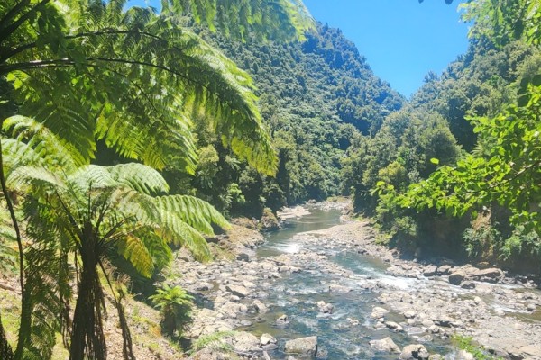 Nikau Flat Hut, Waioeka Gorge